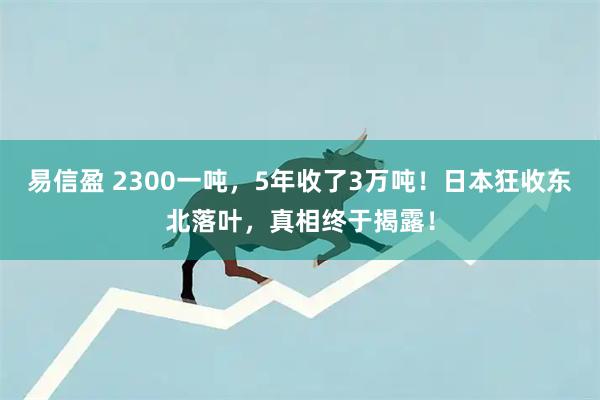 易信盈 2300一吨，5年收了3万吨！日本狂收东北落叶，真相终于揭露！